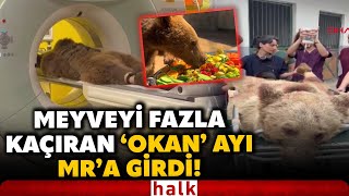 HASTALANAN AYI MR'A GİRDİ! Yediği meyveler yüzünden zehirlenen 'Okan'ı