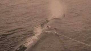 Valley of the Giants - Whaling Tale