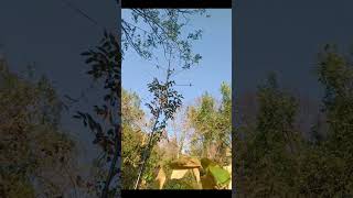 Download lagu suara sogon kejepit ampuh untuk pikat mp3 Download lagu suara sogon kejepit ampuh untuk pikat mp3