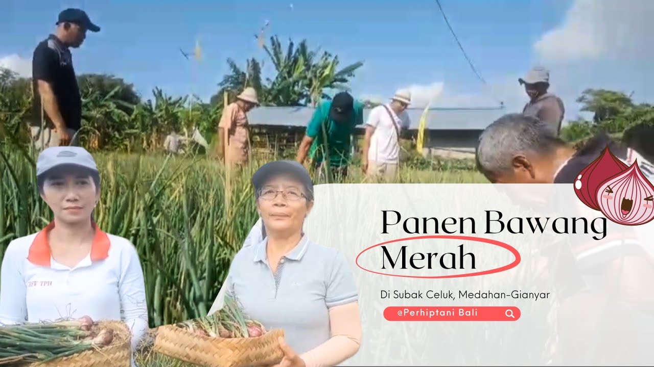 Panen Bawang Merah di Subak Celuk, Medahan-Gianyar