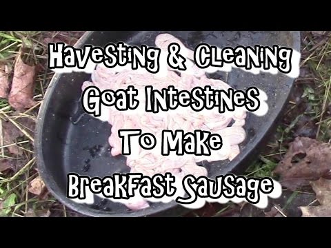 Harvesting & Preparing  Sausage Casings!!
