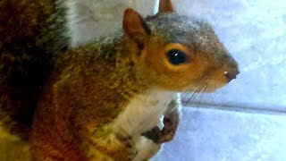 Training my pet squirrel to eat grapes: funny animal video