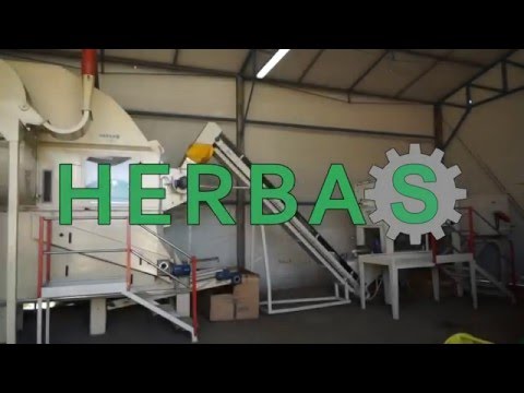 Herbs processing - rebling and separation of mint (Mentha)