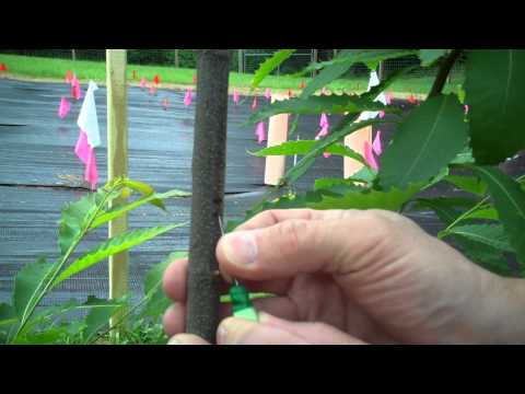 American chestnut test for enhanced blight resistance