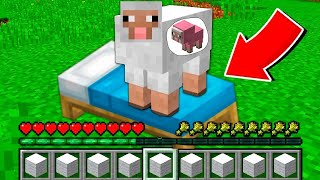 How to play PREGNANT SHEEP in Minecraft! Real life family CAT! Battle NOOB VS PRO Animation