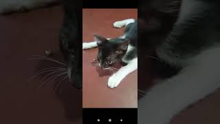 #miwam miwam#catlove #shortvideo #catvideo#dristirekha 🐭