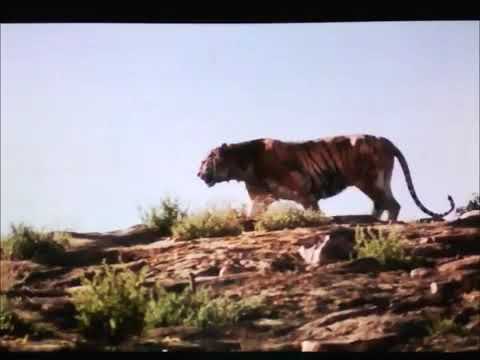 "toon age" part 16 - the felines' plan