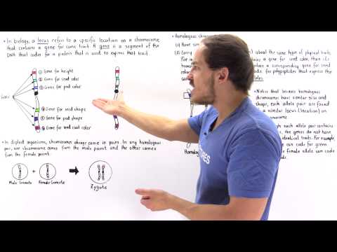 Genes, Alleles and Loci on Chromosomes