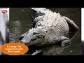 Abnormally Large Animals That Are Actually Real