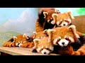 11 red panda cubs make public debut at E China zoo