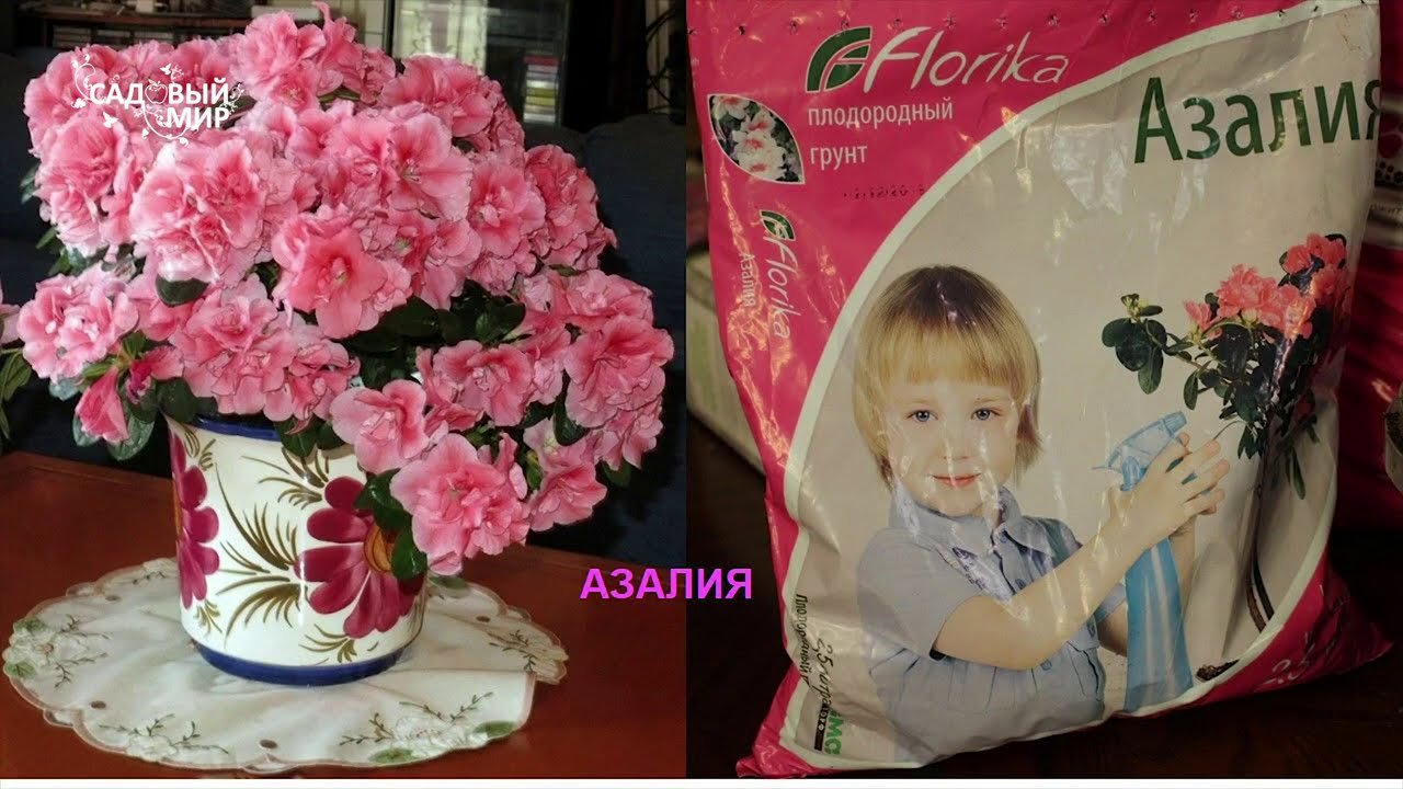 Все секреты роскошных азалий Как подобрать правильный грунт для посадки рододендрона