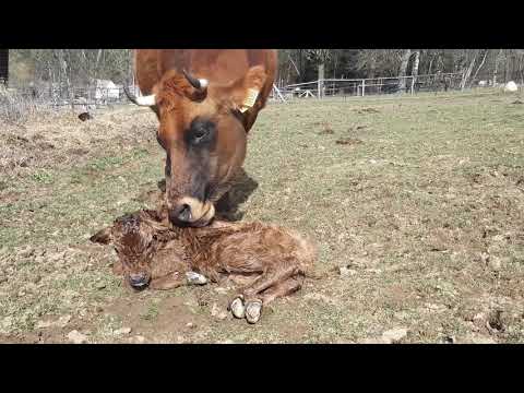 Narodilo se nám telátko 7.3.2019