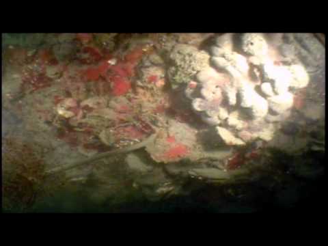 20110604 Fiesa Wreck KEC Scuba Diving