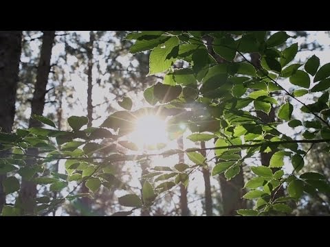 An Electric Forest 2013 Experience