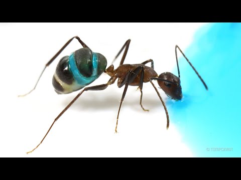 Ants Drinking Blue Liquid Candy Timelapse