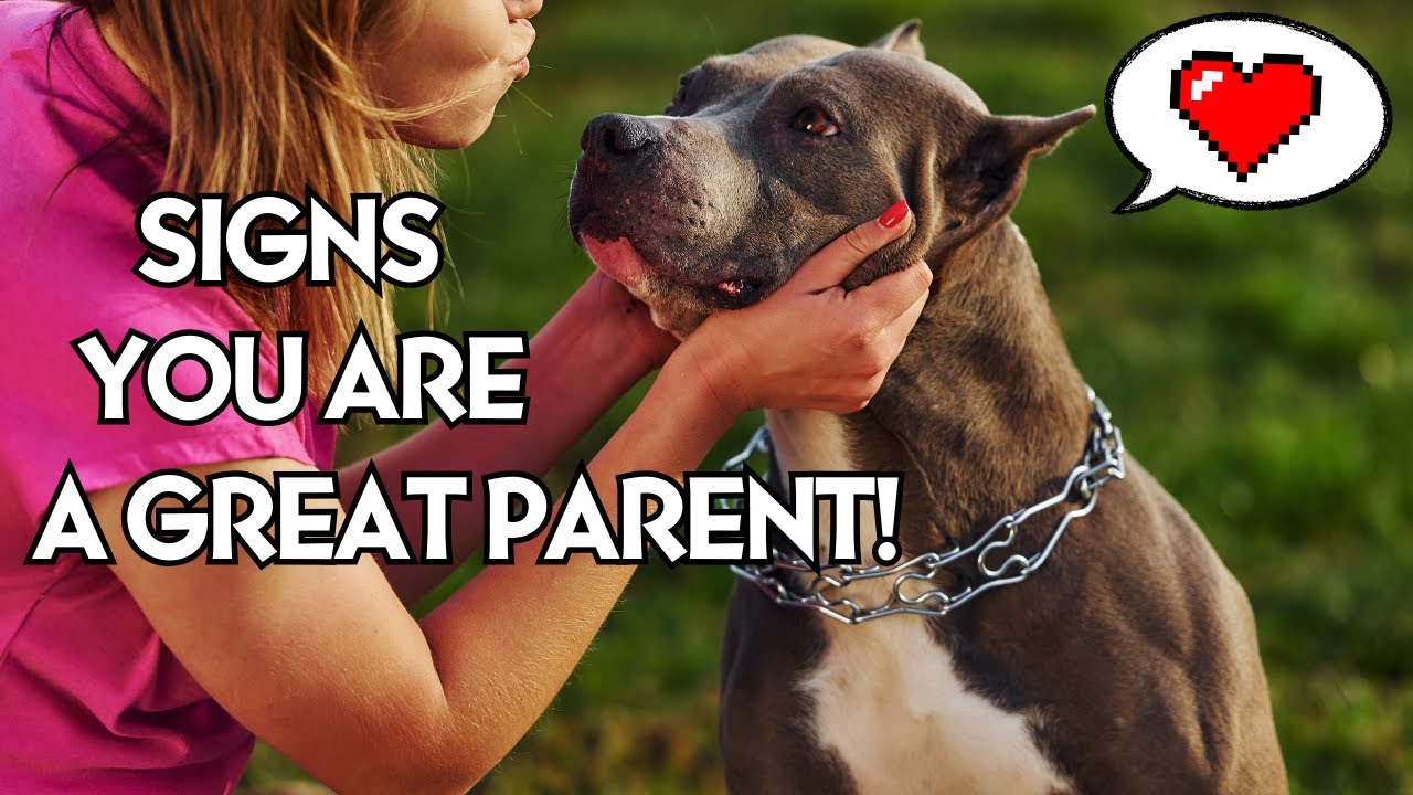 10 Signs You’re a Great Dog Owner!
