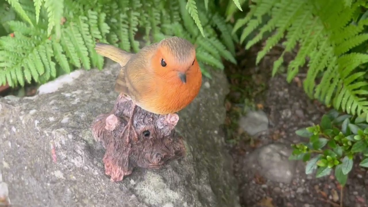 Product Demo: Vivid Arts Robin Song Bird (WBS-RB01-F)