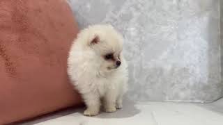 ポメラニアンの動画01