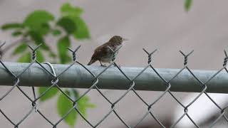 Northern House Wren