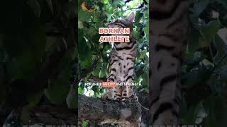 5 CHARACTERISTICS of Bengal CATS 🐆