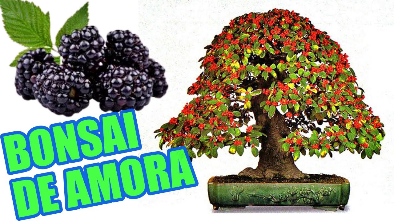 BONSAI DE AMORA | COMO FAZER DESDE O INÍCIO