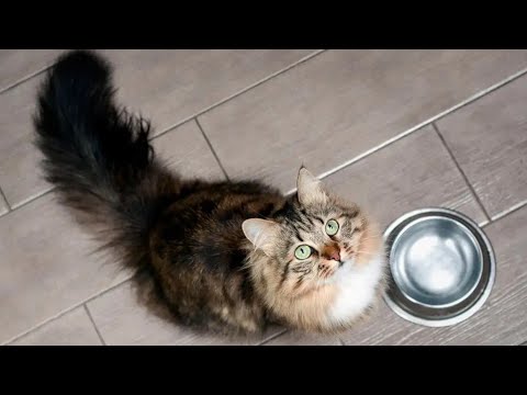 YouTube video about: Why does my cat meow at water bowl?