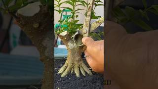 Download lagu Membuat bonsai anting putri tahap dasar 🌲 mp3 Download lagu Membuat bonsai anting putri tahap dasar 🌲 mp3