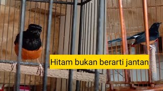 Download lagu HOW TO DISTINGUISH MALE AND FEMALE MURAI BATU mp3