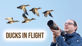 Birds in Flight Photography - Tips on Focusing and Flocks (Canon)