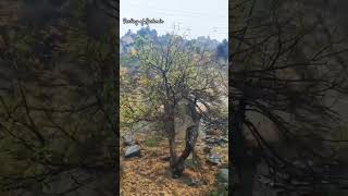 Download lagu Fanna Instrumental, Kashmir #kashmir #sonamarg #feelings #happiness #love #nature #instrumental mp3