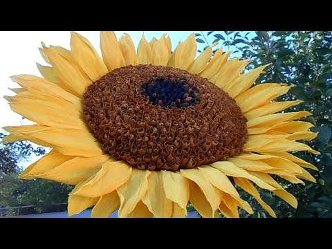 A huge sunflower out of crepe paper. DIY Master Class.
