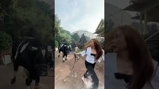Download lagu IRFAN HAKIM'S 2 JUMBO COWS WHO ARE GOOD AT RUNNING #shorts #artist #cow #irfan #cow mp3 Download lagu IRFAN HAKIM'S 2 JUMBO COWS WHO ARE GOOD AT RUNNING #shorts #artist #cow #irfan #cow mp3