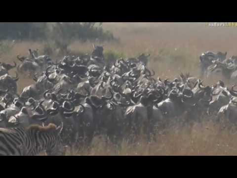 Aug 08, 2017 - Sunrise - Jamie sees so many Zebra and Wildebeest