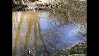 preview picture of video 'carp on the surface at Dilhorne pools'