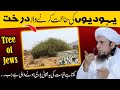 Gharqad The Tree Of Jews Mufti Tariq Masood Yahood Ki Hifazat Karne Wala Darakht قیامت کی ن�