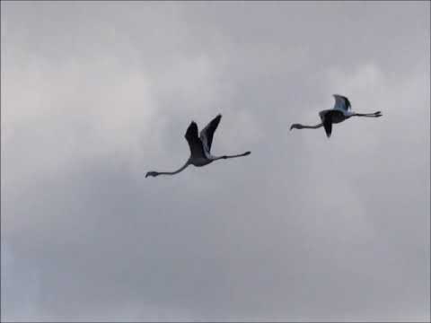 AZUL URANO  - QUIERO VOLAR (PROD HANTO)