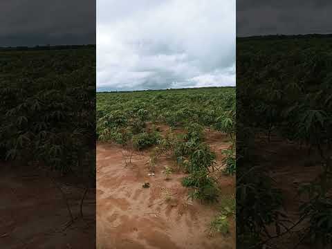 Disponivel 15 hectareas na serra dos barreiros bodoco PE 87981487746 #fazenda #chacaras #sitios