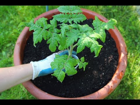 , title : 'The Best Tomatoes To Grow In Pots-Planting Tomatoes In Containers-Container Gardening'