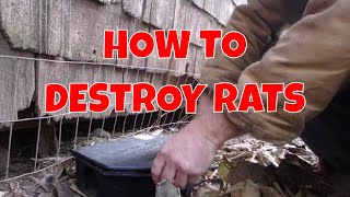 HOW TO take care of RAT / MOUSE problem in your Chicken Coop! Poison / Traps