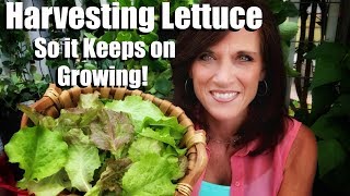 How to Harvest Lettuce so it Keeps on Growing & Wash & Store it to Last Longer/Small Space Garden #7