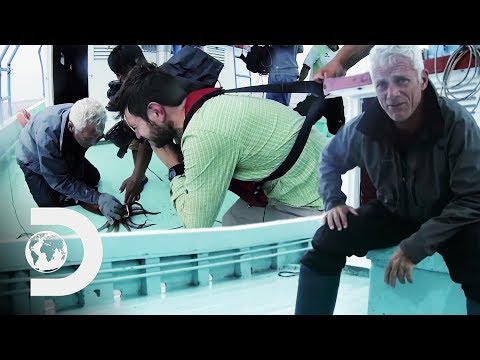 ジェレミーと乗組員とフンボルトイカを釣るシーンの裏側に行く (Go Behind The Scenes Of Catching Humboldt Squid With Jeremy And The Crew | River Monsters)