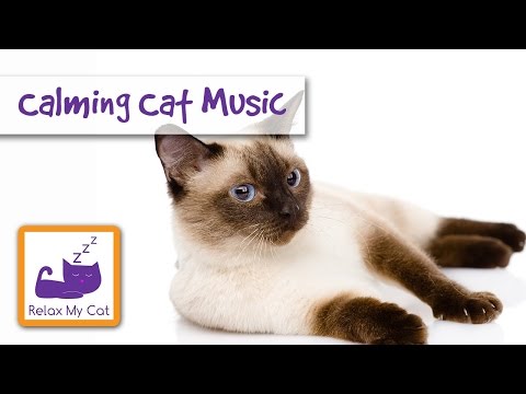 How To Calm Down Your Cat with Music