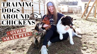 TRAIN DOGS AROUND CHICKENS, CATS, & SMALL PETS | Start At ANY age! | How We Trained Our Rescue Dogs