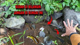 Download lagu WHILE GOING FISHING FOR CHANNA, I MEET A CROCODILE - FISHING FOR CHANNA mp3 Download lagu WHILE GOING FISHING FOR CHANNA, I MEET A CROCODILE - FISHING FOR CHANNA mp3