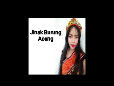 Jinak Burung Acang Lirik - Gilbert Gaong (cover by Sissy Lia)