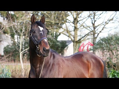 Sinndar, étalon confirmé au Haras du Lion en 2016