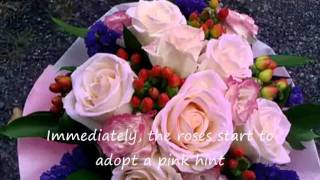 Real Rose change colour under sunlight or uv light