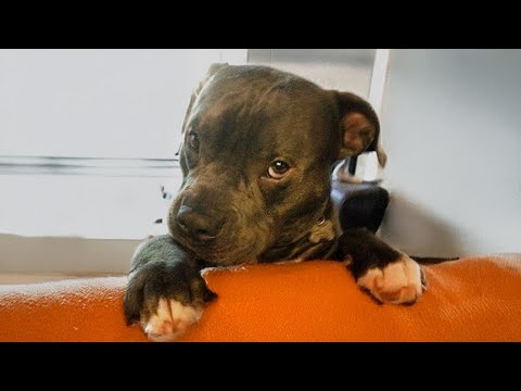 Quand un chien est le plus stupide et bien plus drôle que n'importe quel film vidéo drôle d'animaux