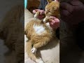 Orange Tabby Cat Elliott Plays Pattycake And Then Rubs His Big Belly Dad This Is Silly