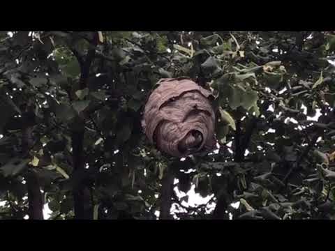 Bald-Faced Hornets On the Attack in Brick, NJ